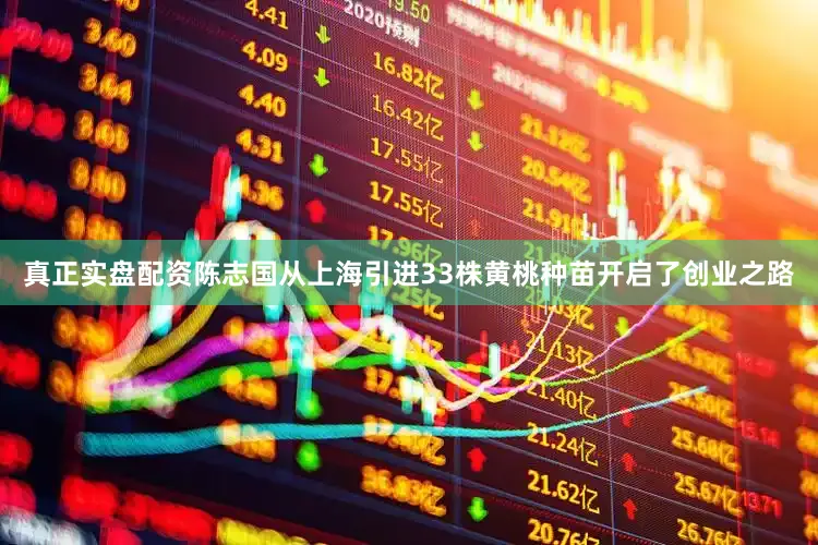 真正实盘配资陈志国从上海引进33株黄桃种苗开启了创业之路